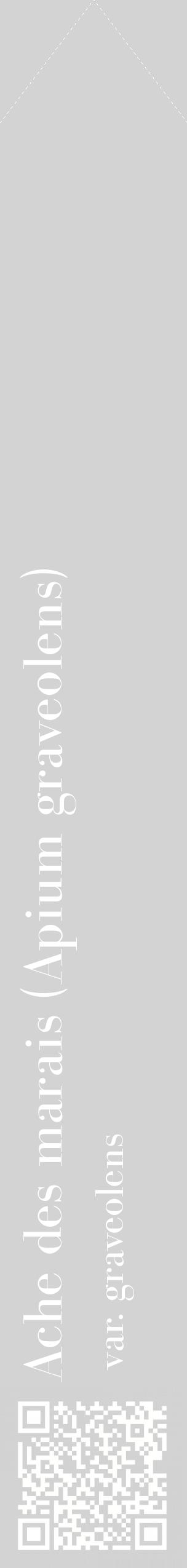 Étiquette de : Apium graveolens var. graveolens - format c - style blanche56_simplebod avec qrcode et comestibilité