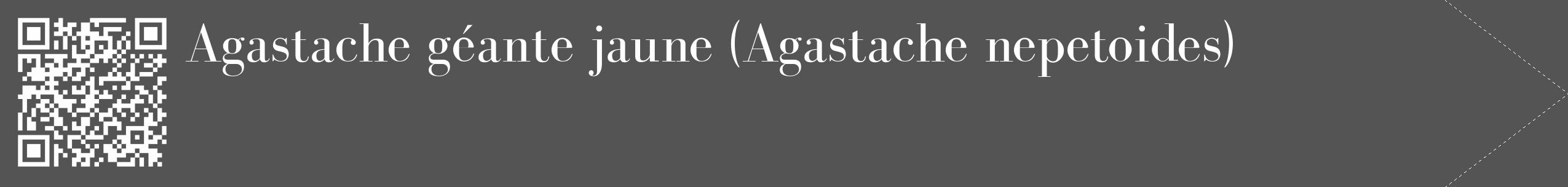 Étiquette de : Agastache nepetoides - format c - style blanche30_simple_simplebod avec qrcode et comestibilité