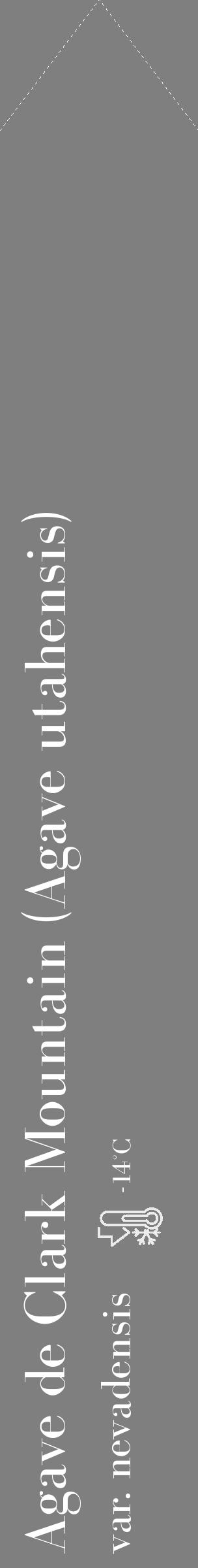 Étiquette de : Agave utahensis var. nevadensis - format c - style blanche31_simple_simplebod avec comestibilité - position verticale