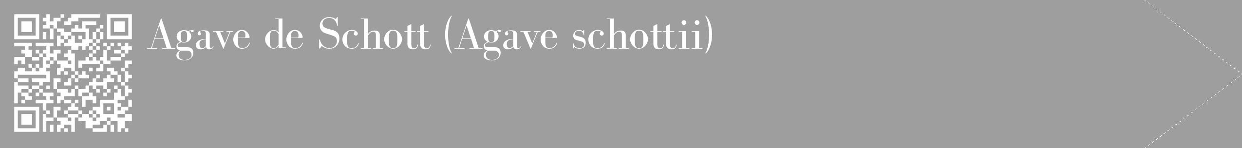Étiquette de : Agave schottii - format c - style blanche42_simple_simplebod avec qrcode et comestibilité