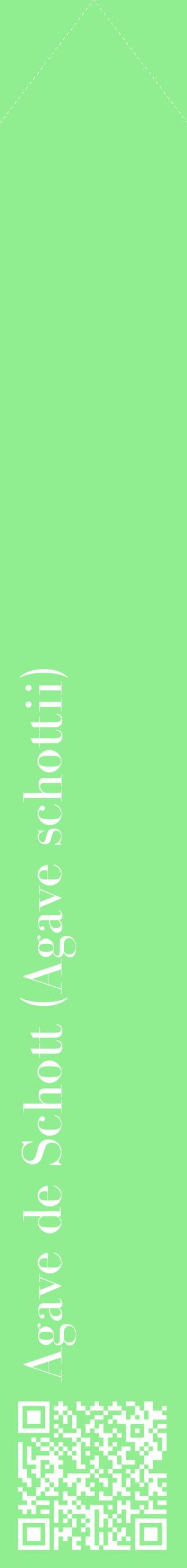 Étiquette de : Agave schottii - format c - style blanche15_simplebod avec qrcode et comestibilité