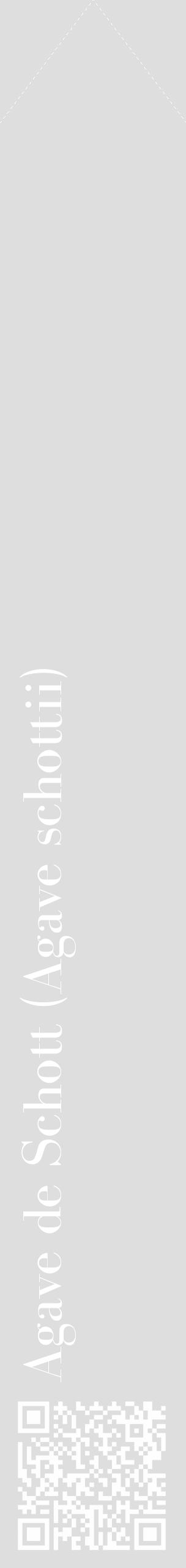Étiquette de : Agave schottii - format c - style blanche20_simple_simplebod avec qrcode et comestibilité - position verticale