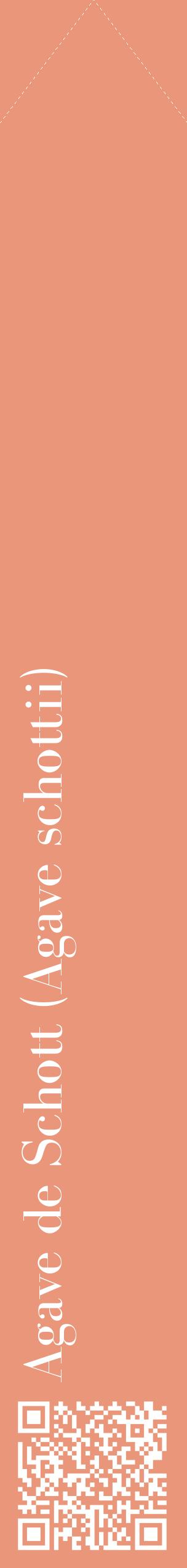 Étiquette de : Agave schottii - format c - style blanche37_simplebod avec qrcode et comestibilité