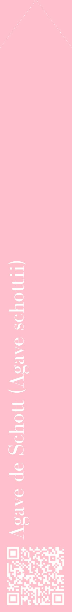 Étiquette de : Agave schottii - format c - style blanche40_simplebod avec qrcode et comestibilité