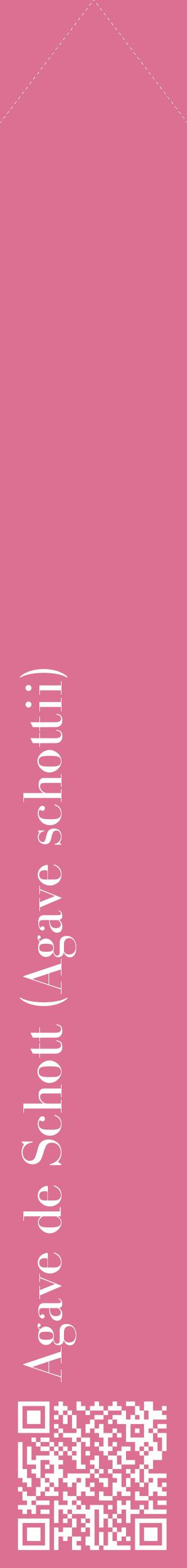 Étiquette de : Agave schottii - format c - style blanche44_simplebod avec qrcode et comestibilité