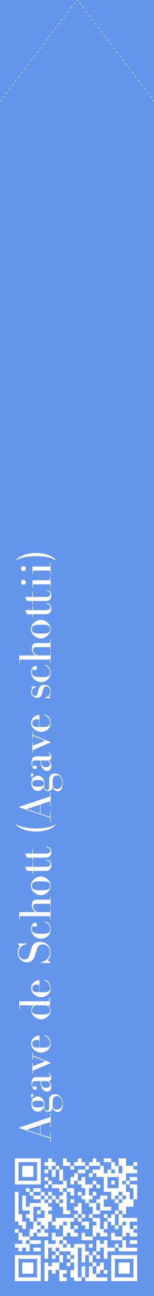Étiquette de : Agave schottii - format c - style blanche4_simplebod avec qrcode et comestibilité