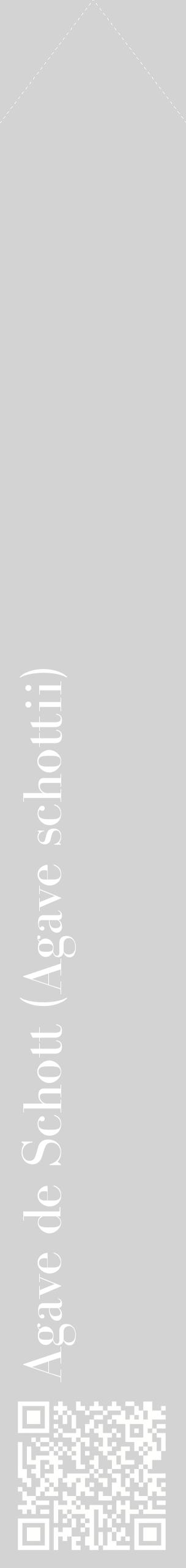 Étiquette de : Agave schottii - format c - style blanche56_simplebod avec qrcode et comestibilité