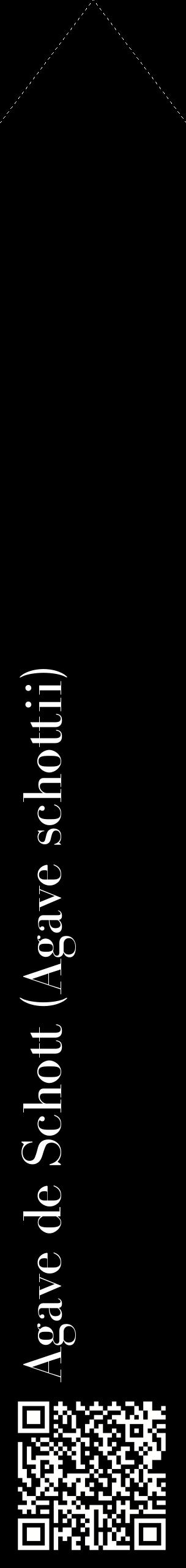 Étiquette de : Agave schottii - format c - style blanche59_simplebod avec qrcode et comestibilité