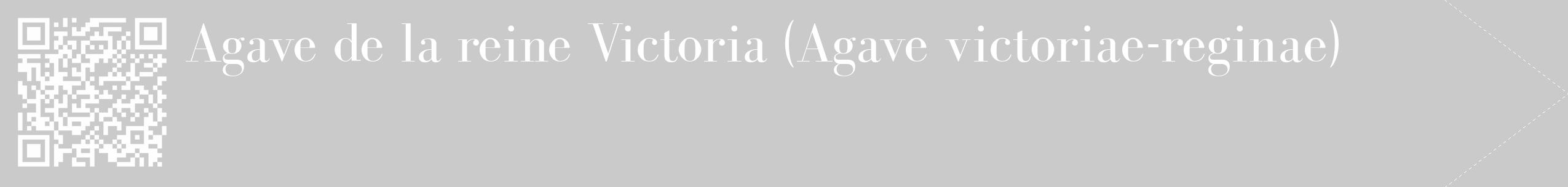 Étiquette de : Agave victoriae-reginae - format c - style blanche21_simple_simplebod avec qrcode et comestibilité