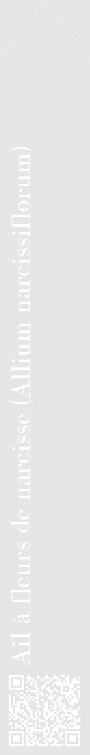 Étiquette de : Allium narcissiflorum - format c - style blanche18_simple_simplebod avec qrcode et comestibilité - position verticale