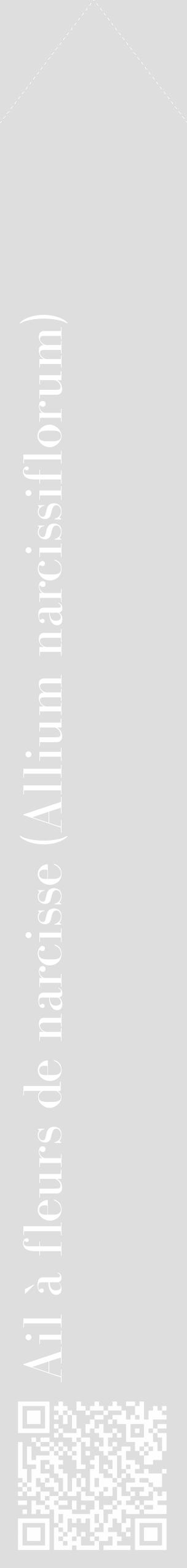 Étiquette de : Allium narcissiflorum - format c - style blanche20_simple_simplebod avec qrcode et comestibilité - position verticale