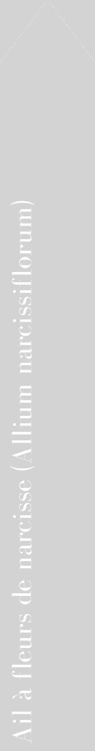 Étiquette de : Allium narcissiflorum - format c - style blanche56_simplebod avec comestibilité