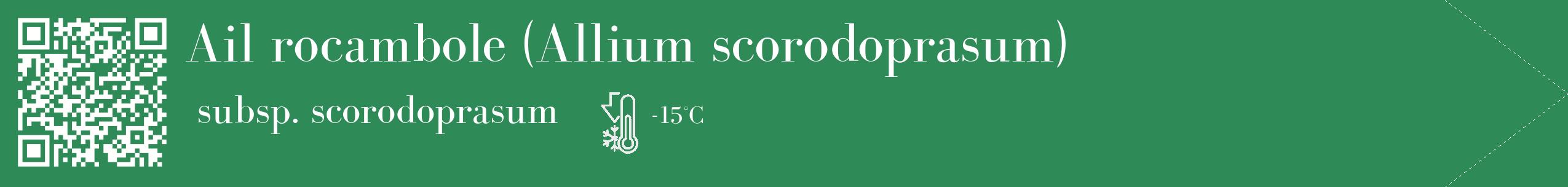 Étiquette de : Allium scorodoprasum subsp. scorodoprasum - format c - style blanche11_simple_simplebod avec qrcode et comestibilité