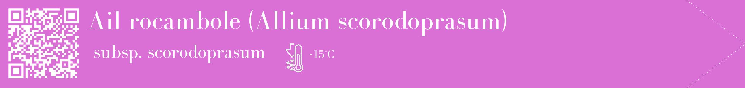 Étiquette de : Allium scorodoprasum subsp. scorodoprasum - format c - style blanche52_simple_simplebod avec qrcode et comestibilité