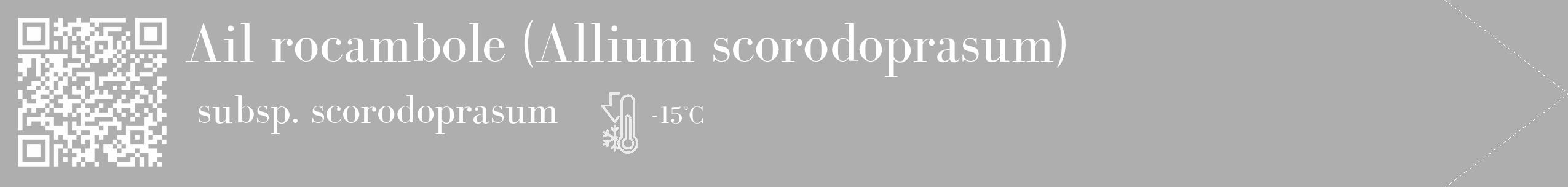 Étiquette de : Allium scorodoprasum subsp. scorodoprasum - format c - style blanche53_simple_simplebod avec qrcode et comestibilité