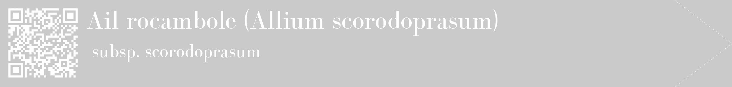 Étiquette de : Allium scorodoprasum subsp. scorodoprasum - format c - style blanche21_simple_simplebod avec qrcode et comestibilité