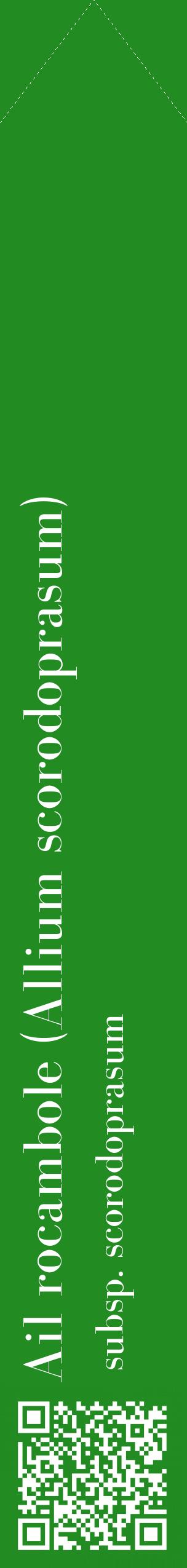 Étiquette de : Allium scorodoprasum subsp. scorodoprasum - format c - style blanche10_simplebod avec qrcode et comestibilité