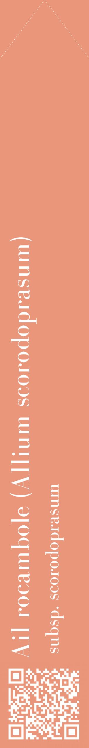 Étiquette de : Allium scorodoprasum subsp. scorodoprasum - format c - style blanche37_simplebod avec qrcode et comestibilité