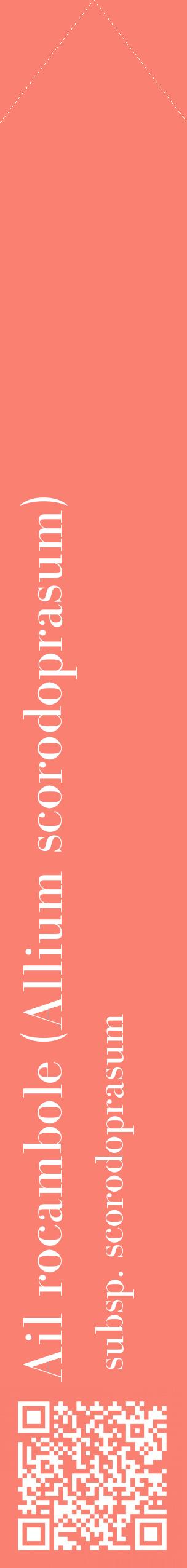 Étiquette de : Allium scorodoprasum subsp. scorodoprasum - format c - style blanche38_simplebod avec qrcode et comestibilité