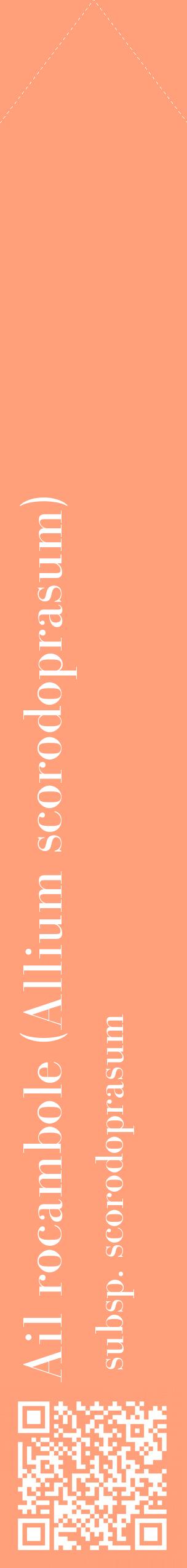 Étiquette de : Allium scorodoprasum subsp. scorodoprasum - format c - style blanche39_simplebod avec qrcode et comestibilité