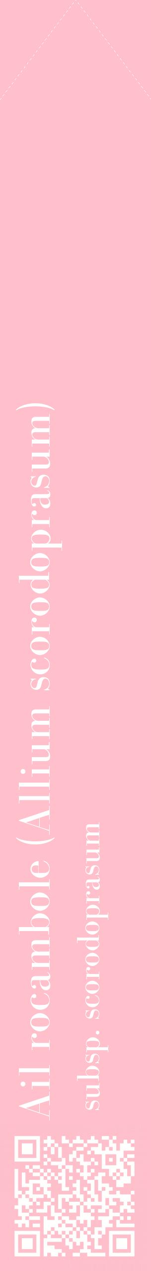 Étiquette de : Allium scorodoprasum subsp. scorodoprasum - format c - style blanche40_simplebod avec qrcode et comestibilité