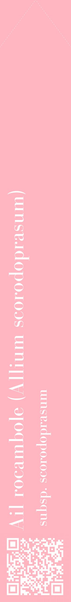 Étiquette de : Allium scorodoprasum subsp. scorodoprasum - format c - style blanche41_simplebod avec qrcode et comestibilité