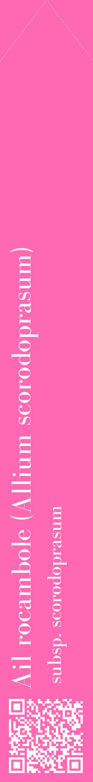 Étiquette de : Allium scorodoprasum subsp. scorodoprasum - format c - style blanche42_simplebod avec qrcode et comestibilité