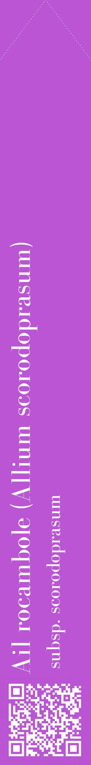 Étiquette de : Allium scorodoprasum subsp. scorodoprasum - format c - style blanche50_simplebod avec qrcode et comestibilité