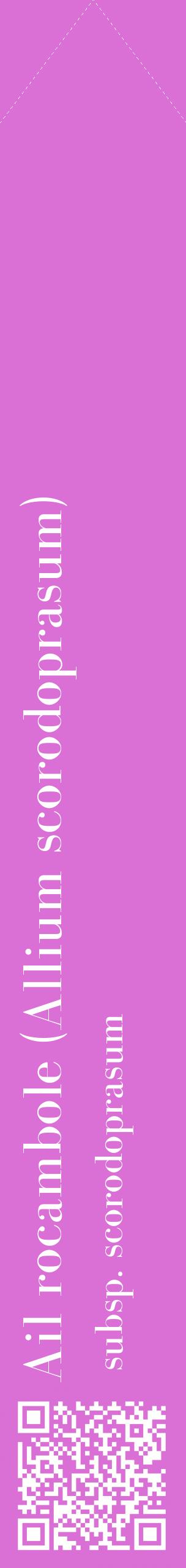 Étiquette de : Allium scorodoprasum subsp. scorodoprasum - format c - style blanche52_simplebod avec qrcode et comestibilité