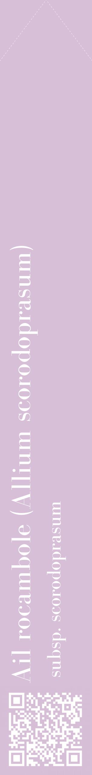 Étiquette de : Allium scorodoprasum subsp. scorodoprasum - format c - style blanche54_simplebod avec qrcode et comestibilité