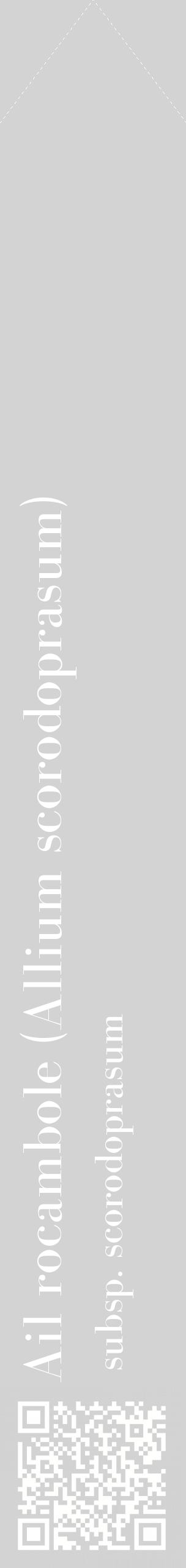 Étiquette de : Allium scorodoprasum subsp. scorodoprasum - format c - style blanche56_simplebod avec qrcode et comestibilité
