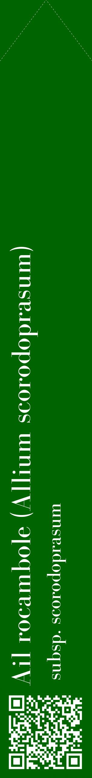Étiquette de : Allium scorodoprasum subsp. scorodoprasum - format c - style blanche8_simplebod avec qrcode et comestibilité