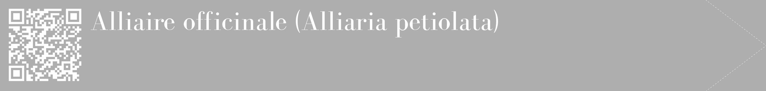 Étiquette de : Alliaria petiolata - format c - style blanche53_simple_simplebod avec qrcode et comestibilité