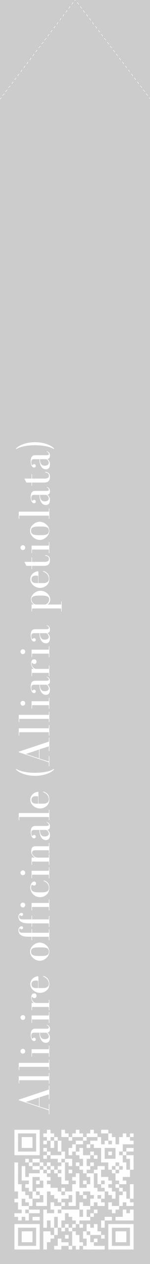 Étiquette de : Alliaria petiolata - format c - style blanche0_simple_simplebod avec qrcode et comestibilité - position verticale
