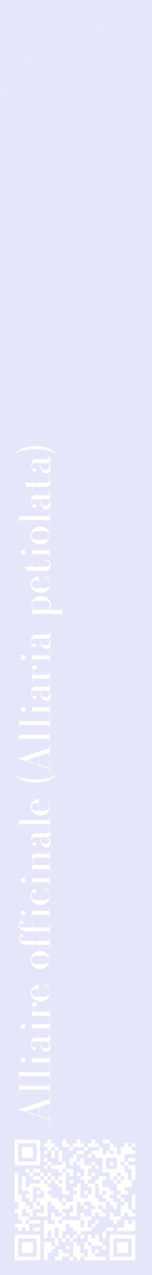 Étiquette de : Alliaria petiolata - format c - style blanche55_simplebod avec qrcode et comestibilité