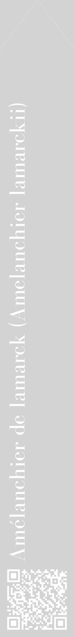 Étiquette de : Amelanchier lamarckii - format c - style blanche56_simple_simplebod avec qrcode et comestibilité - position verticale