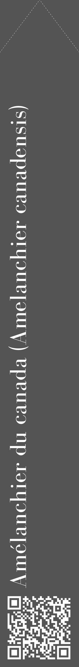 Étiquette de : Amelanchier canadensis - format c - style blanche30_simple_simplebod avec qrcode et comestibilité - position verticale
