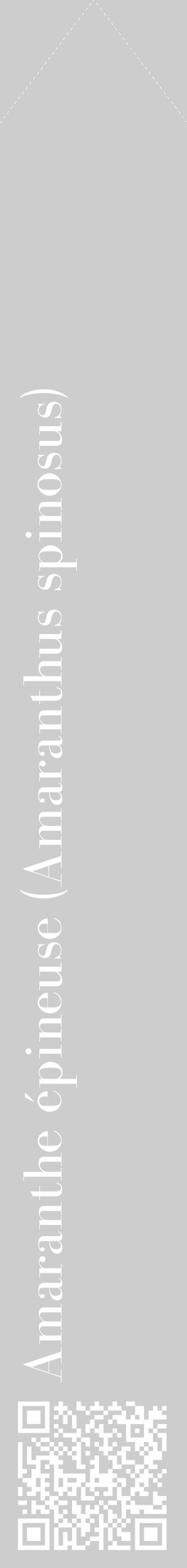 Étiquette de : Amaranthus spinosus - format c - style blanche41_simple_simplebod avec qrcode et comestibilité - position verticale