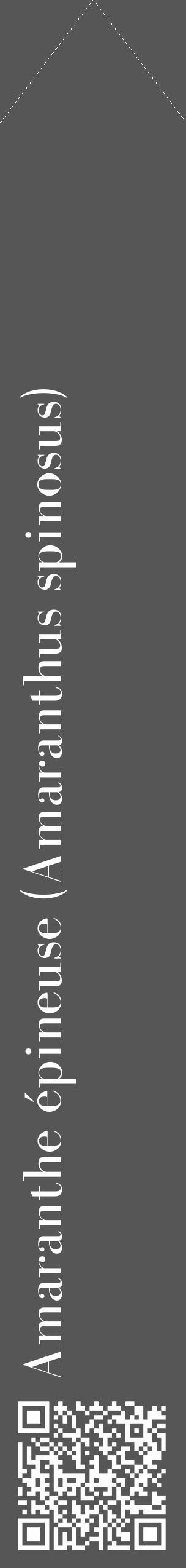 Étiquette de : Amaranthus spinosus - format c - style blanche45_simple_simplebod avec qrcode et comestibilité - position verticale