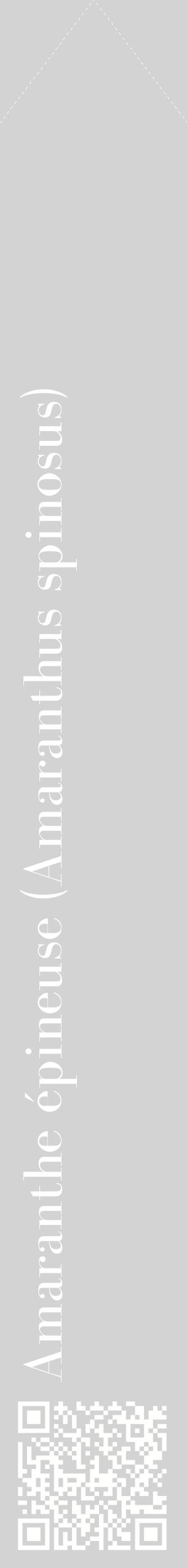 Étiquette de : Amaranthus spinosus - format c - style blanche56_simplebod avec qrcode et comestibilité