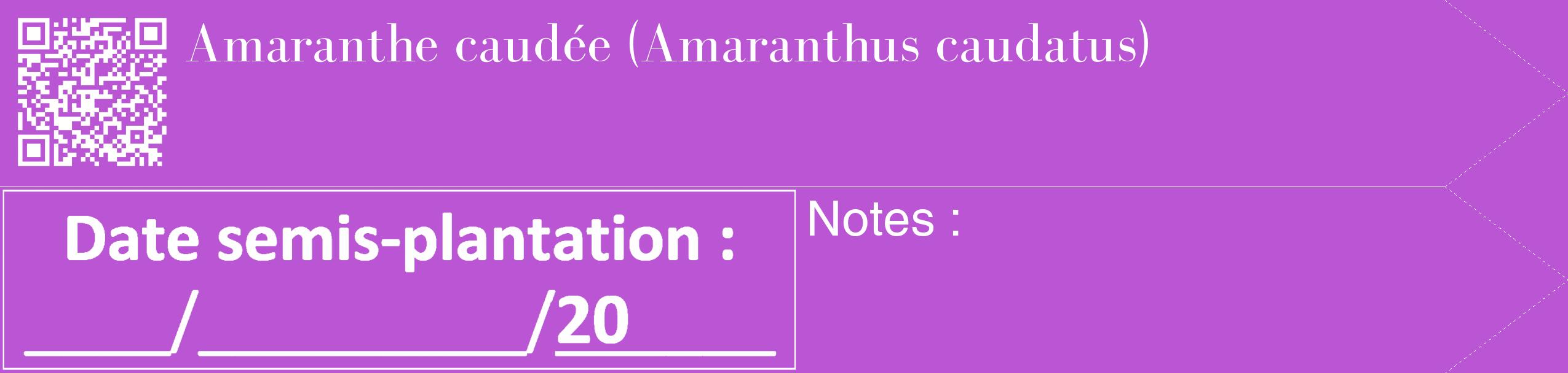 Étiquette de : Amaranthus caudatus - format c - style blanche50_simple_simplebod avec qrcode et comestibilité