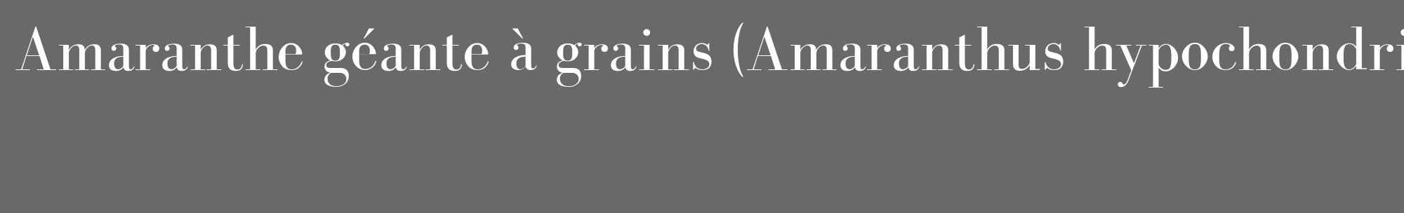 Étiquette de : Amaranthus hypochondriacus - format c - style blanche11_basique_basiquebod avec comestibilité