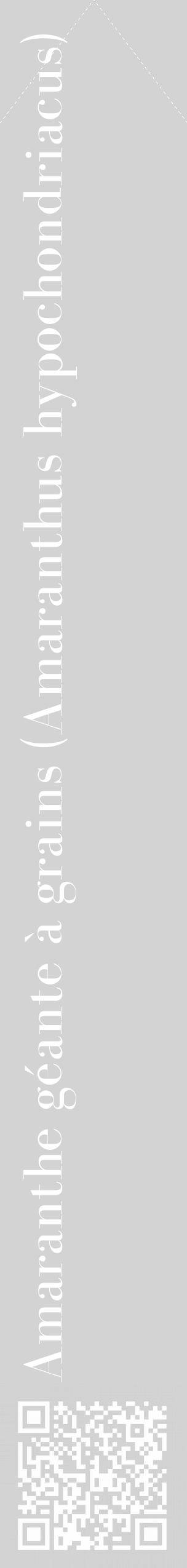 Étiquette de : Amaranthus hypochondriacus - format c - style blanche56_simple_simplebod avec qrcode et comestibilité - position verticale