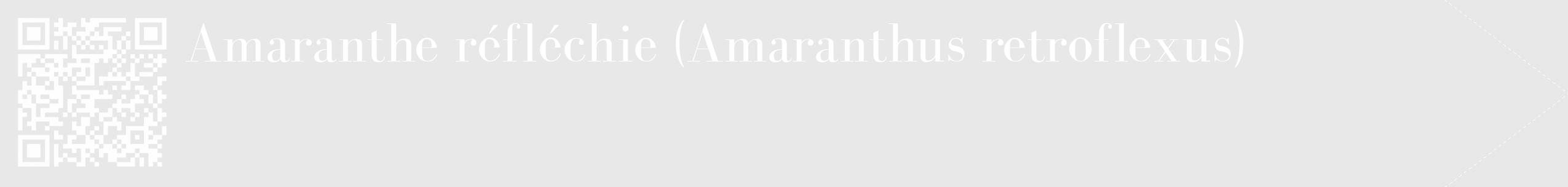 Étiquette de : Amaranthus retroflexus - format c - style blanche55_simple_simplebod avec qrcode et comestibilité