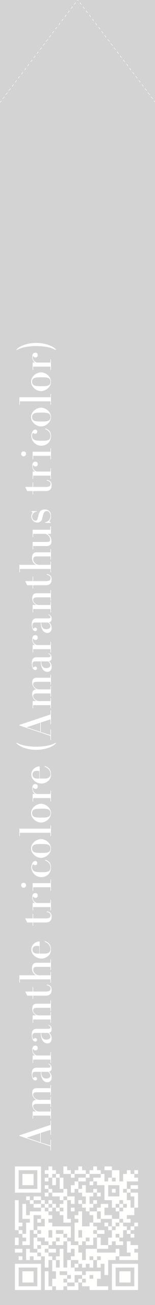 Étiquette de : Amaranthus tricolor - format c - style blanche56_simplebod avec qrcode et comestibilité