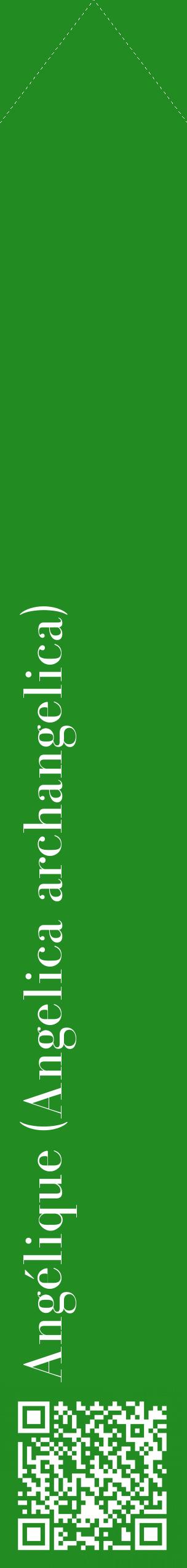 Étiquette de : Angelica archangelica - format c - style blanche10_simplebod avec qrcode et comestibilité