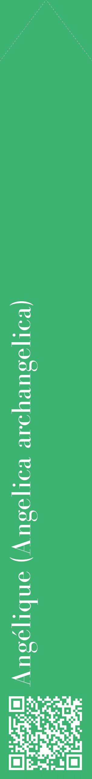 Étiquette de : Angelica archangelica - format c - style blanche12_simplebod avec qrcode et comestibilité