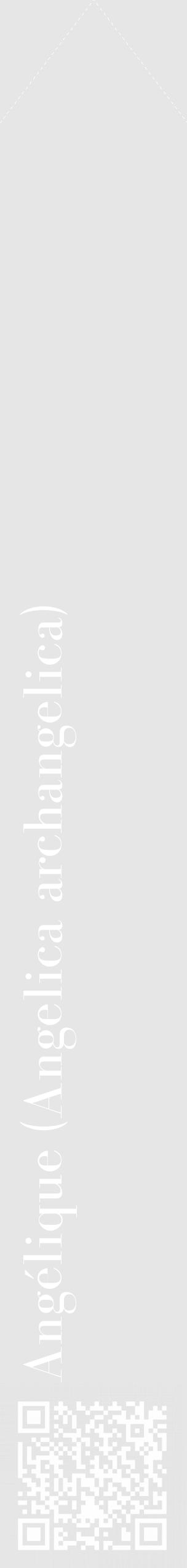 Étiquette de : Angelica archangelica - format c - style blanche18_simple_simplebod avec qrcode et comestibilité - position verticale