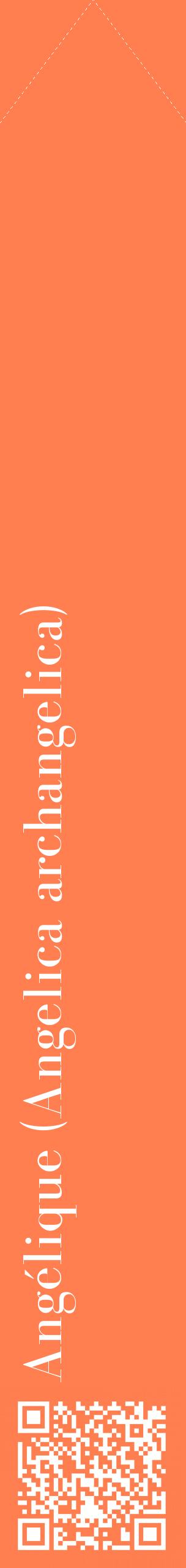 Étiquette de : Angelica archangelica - format c - style blanche24_simplebod avec qrcode et comestibilité