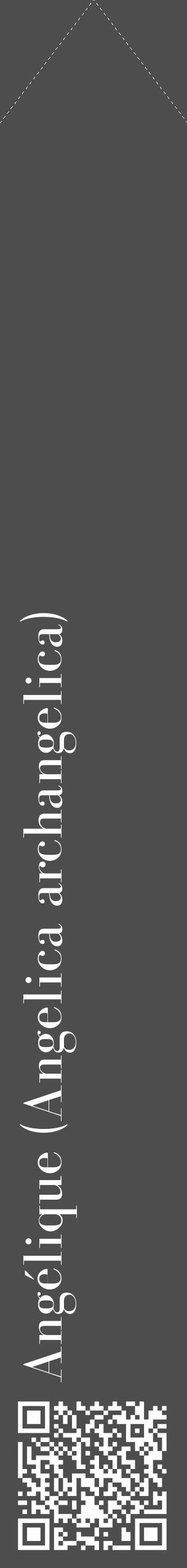Étiquette de : Angelica archangelica - format c - style blanche28_simple_simplebod avec qrcode et comestibilité - position verticale